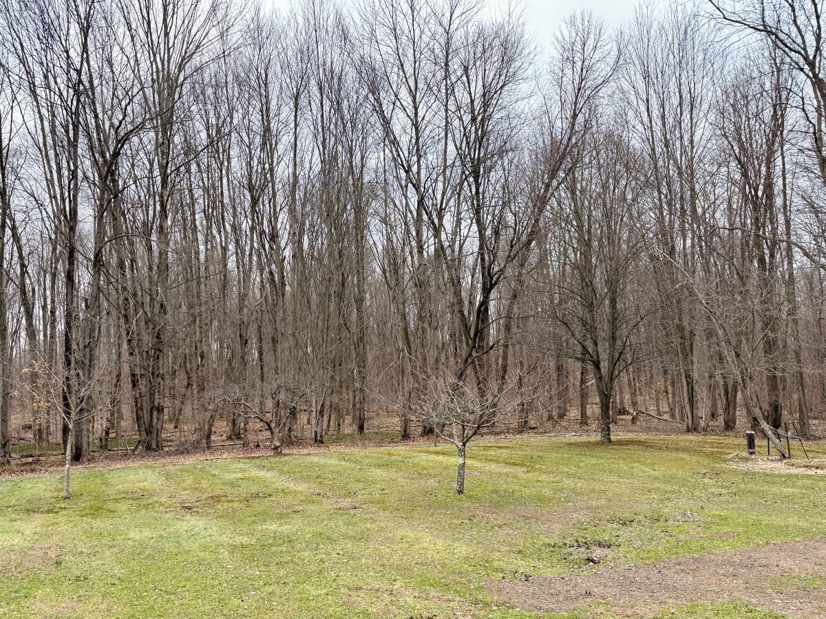 Pruning the long-neglected apple trees in the backyard to restore light and airflow.