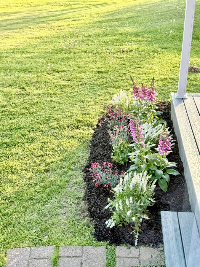 Foxgloves and salvia planted in the front bed with black mulch.