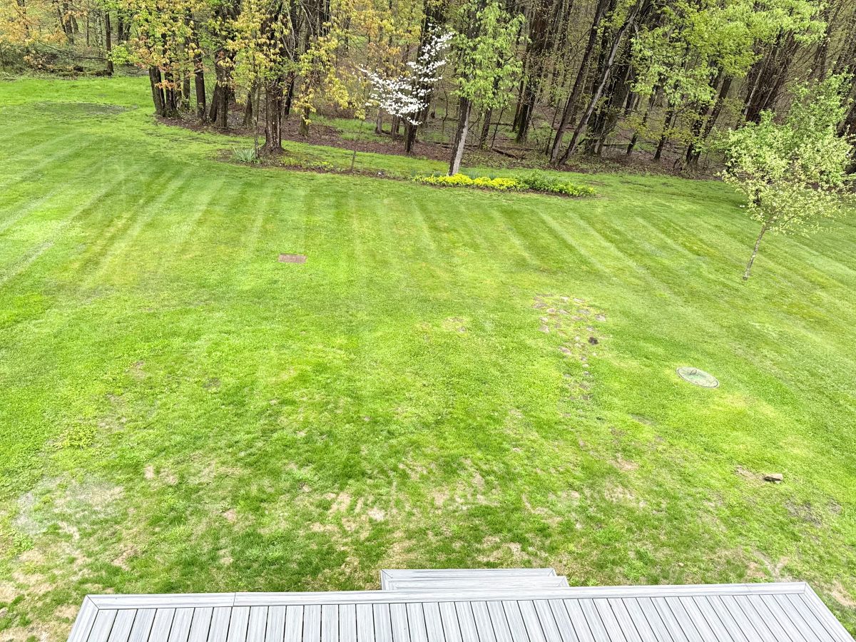 The current view of the backyard from the same vantage point as the original photo.