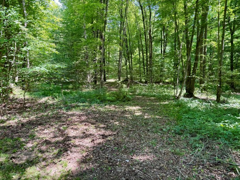 The start of the new trail leading into the woods