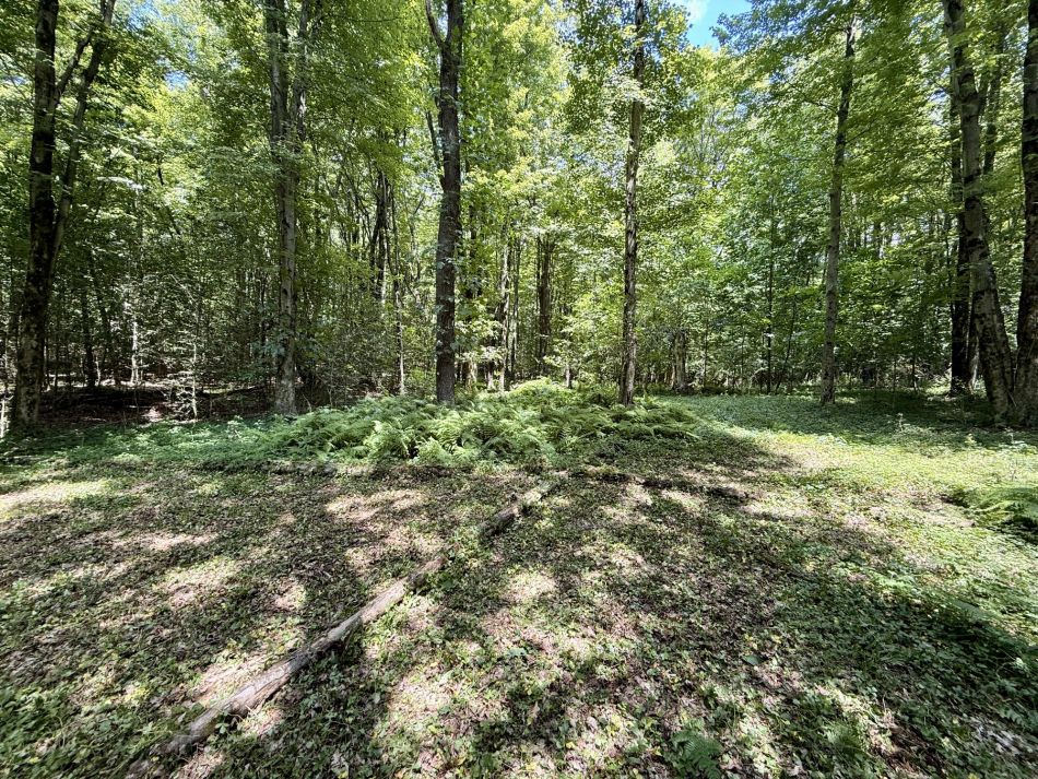 Two fallen trees forming an X in the clearing